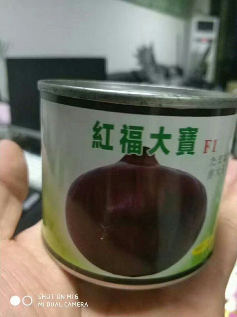 精品洋葱种紫阳紫玉88爱知紫丰红象种子