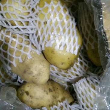 滕州春季荷兰十五土豆种