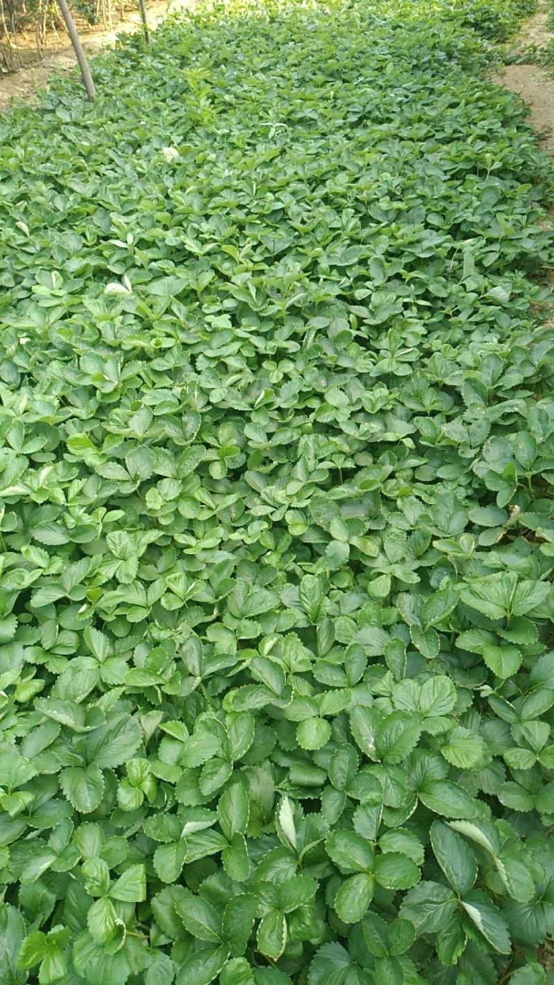 草莓苗，二代脱毒草莓苗，现挖先发，欢迎采购