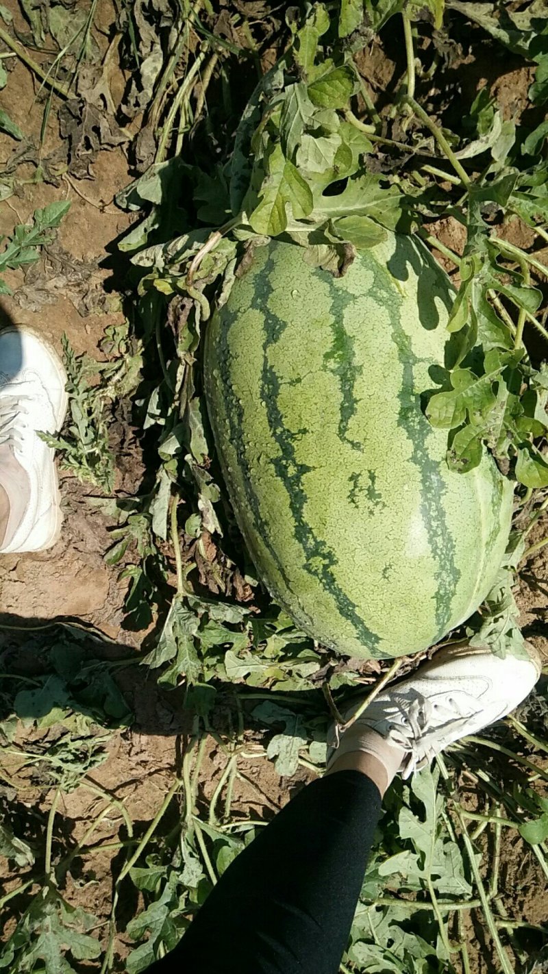 金城五号西瓜