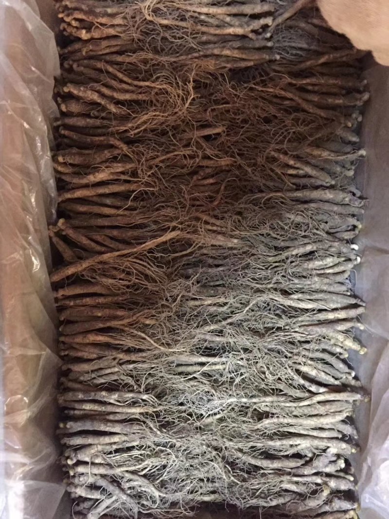 【参农直售】精品长白山新鲜人参大量供应规格齐全可视频看货