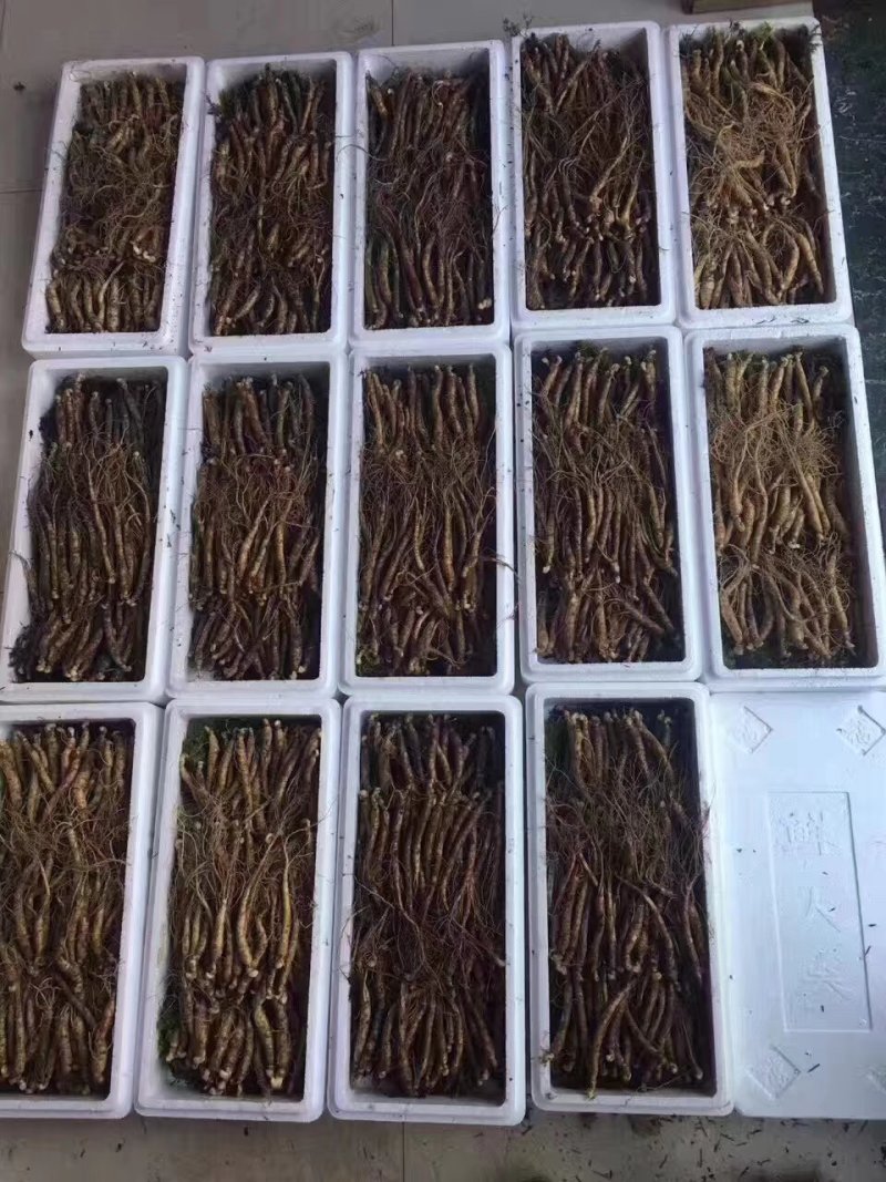 【参农直售】精品长白山新鲜人参大量供应规格齐全可视频看货