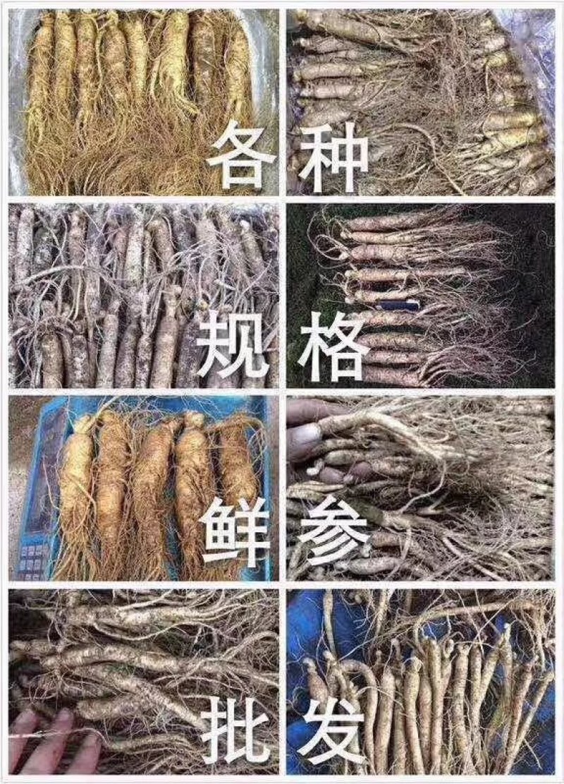 【参农直售】精品长白山新鲜人参大量供应规格齐全可视频看货