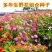 波斯菊种子格桑花热门花海新种子发芽率高10斤/亩