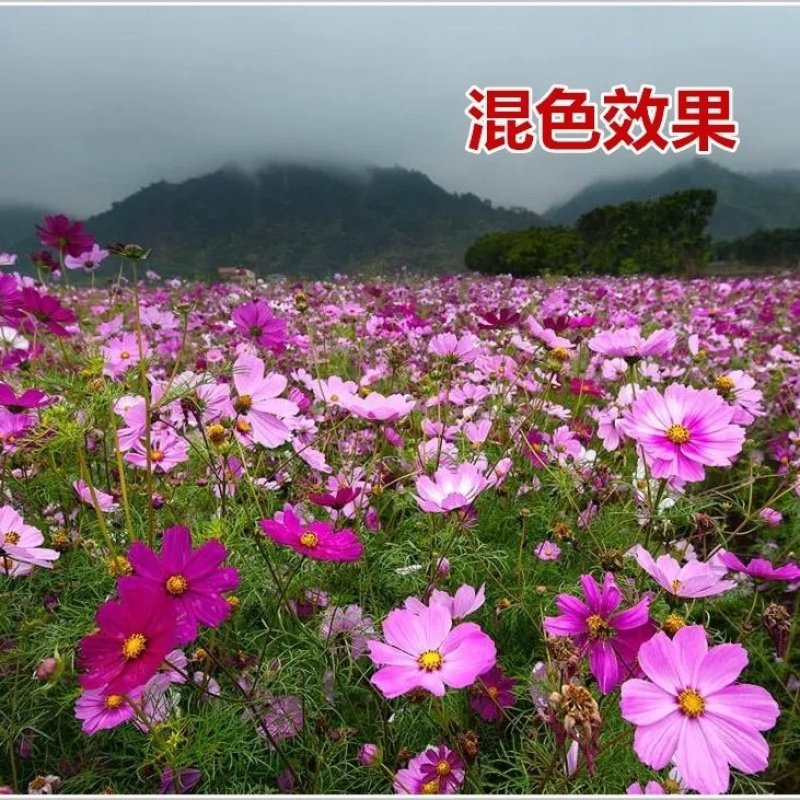 波斯菊种子格桑花热门花海新种子发芽率高10斤/亩