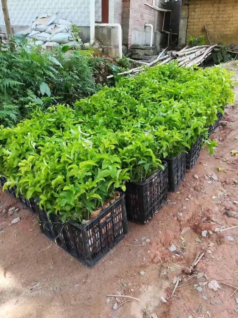 黄金百香苗紫香一号台农芭乐味蜂蜜味百香果苗
