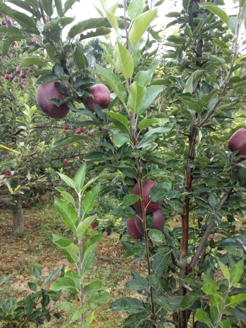 花牛大量出库75mm以上光果
