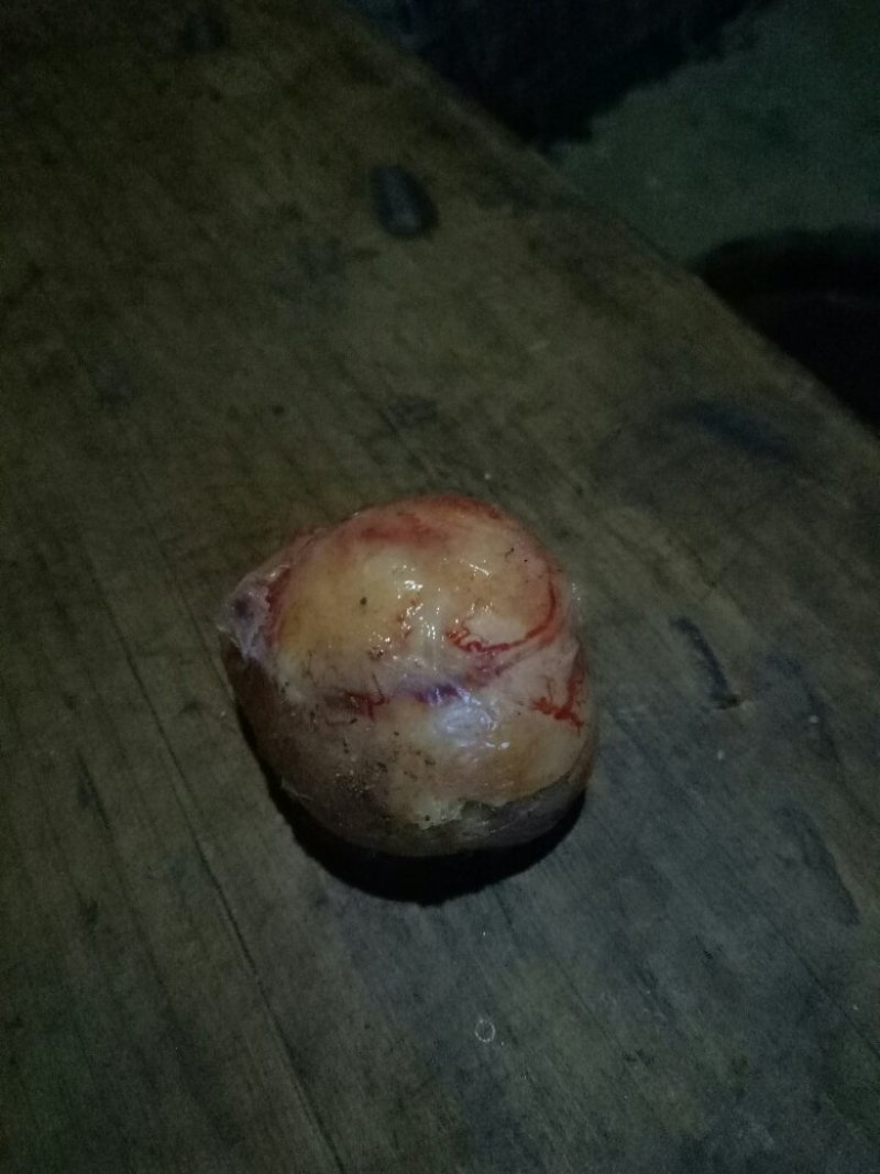 鸡宝