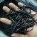 苦丁各种规格量大从优药食同源干净无杂质