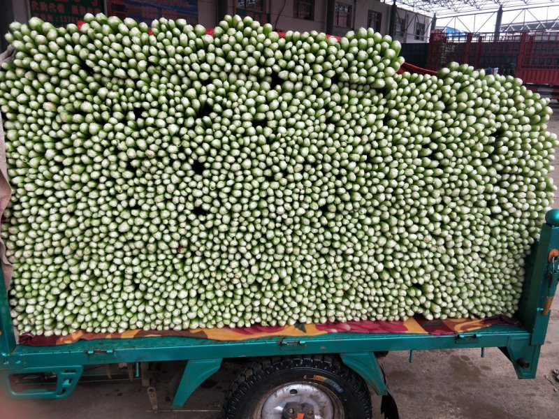 【优质】河北精品芹菜大量上市！粗细均有不空杆颜色绿！