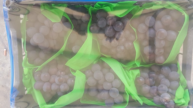 大颗粒巨峰葡萄大量上，高糖度，商品葡萄保鲜葡萄量大从优