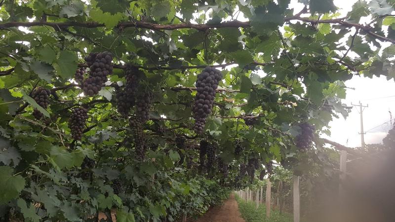 大颗粒巨峰葡萄大量上，高糖度，商品葡萄保鲜葡萄量大从优