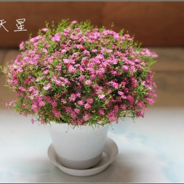 满天星种子发芽快花期长亩用量3－5/亩