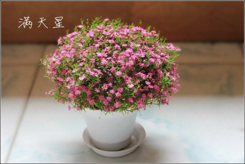 满天星种子发芽快花期长亩用量3－5/亩