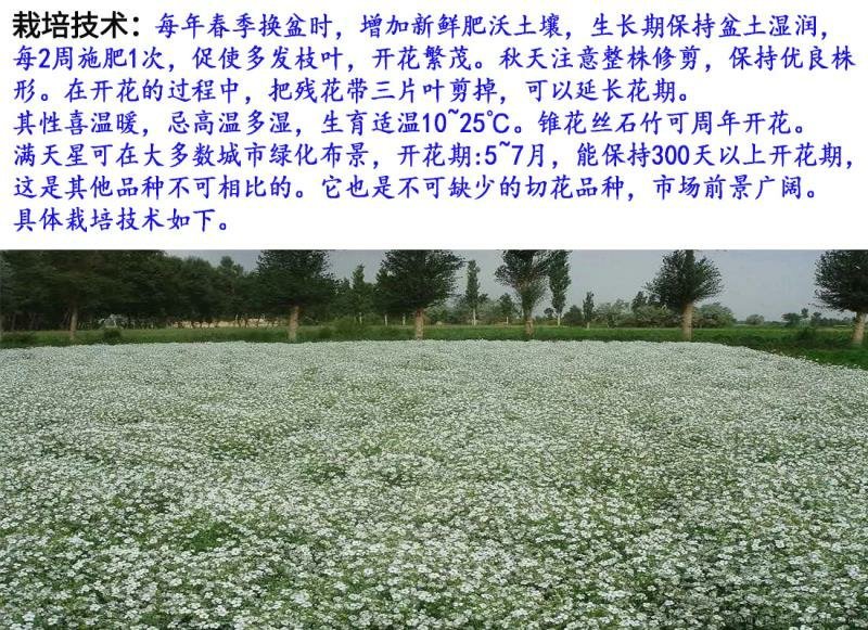 满天星种子发芽快花期长亩用量3－5/亩