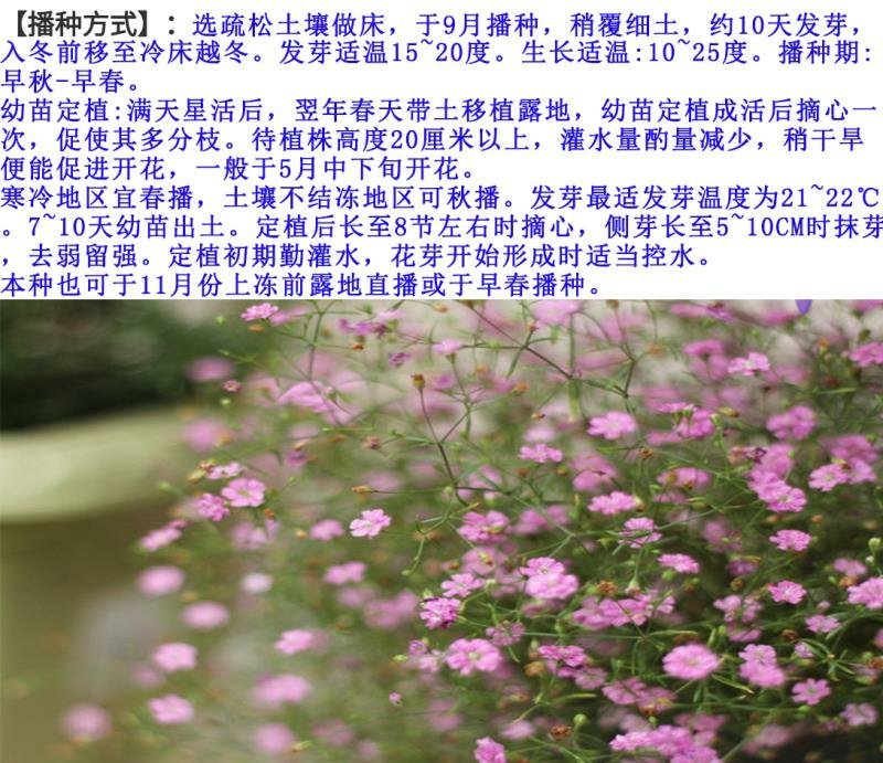 满天星种子发芽快花期长亩用量3－5/亩