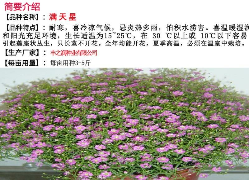 满天星种子发芽快花期长亩用量3－5/亩