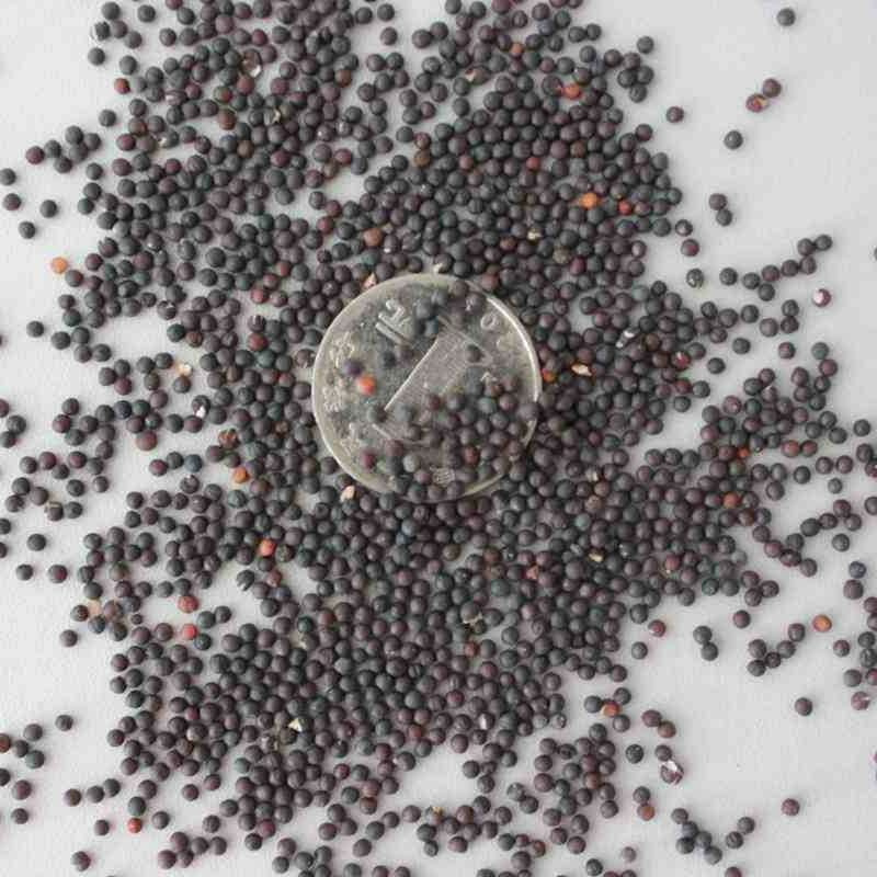 满天星种子发芽快花期长亩用量3－5/亩