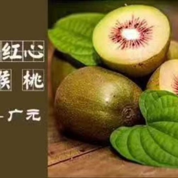 四川苍溪县红心猕猴桃奇异果70克起标准大果红阳猕猴桃