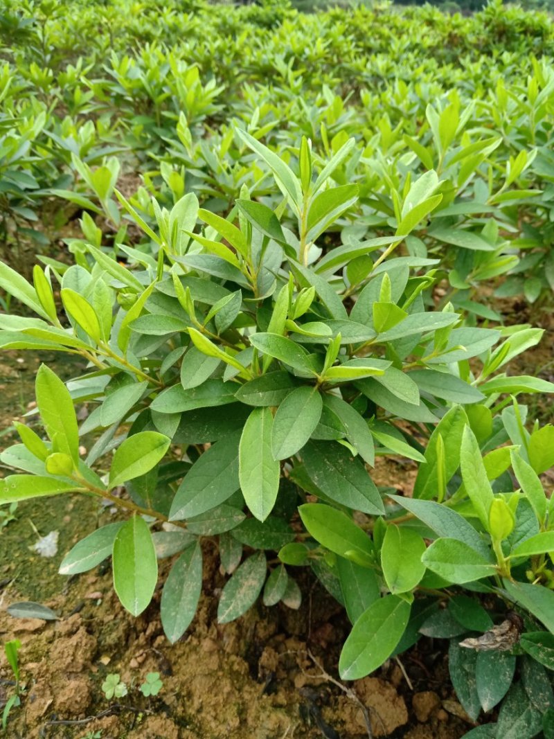 春杜鹃小毛球冠幅30/40Cm毛杜鹃球