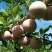 恐龙蛋李子苗，味帝李子苗，适应南北方种植，基地直销