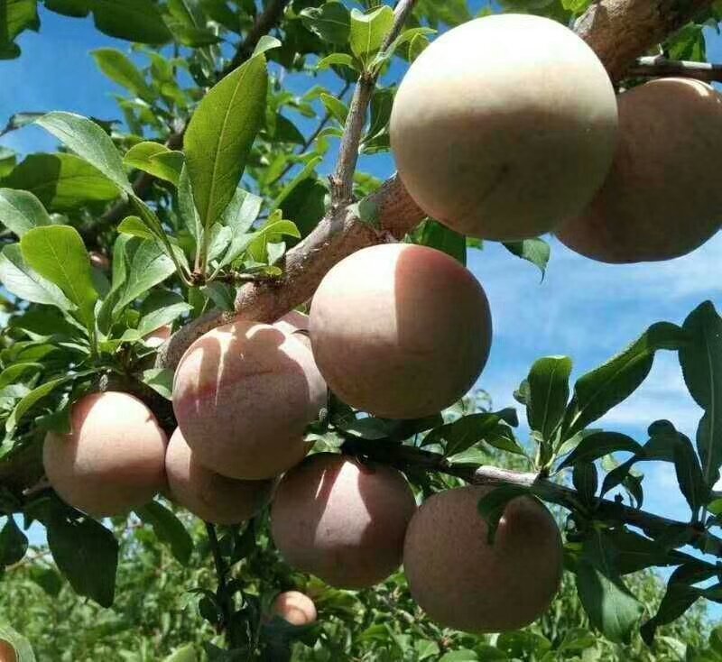 恐龙蛋李子苗，味帝李子苗，适应南北方种植，基地直销
