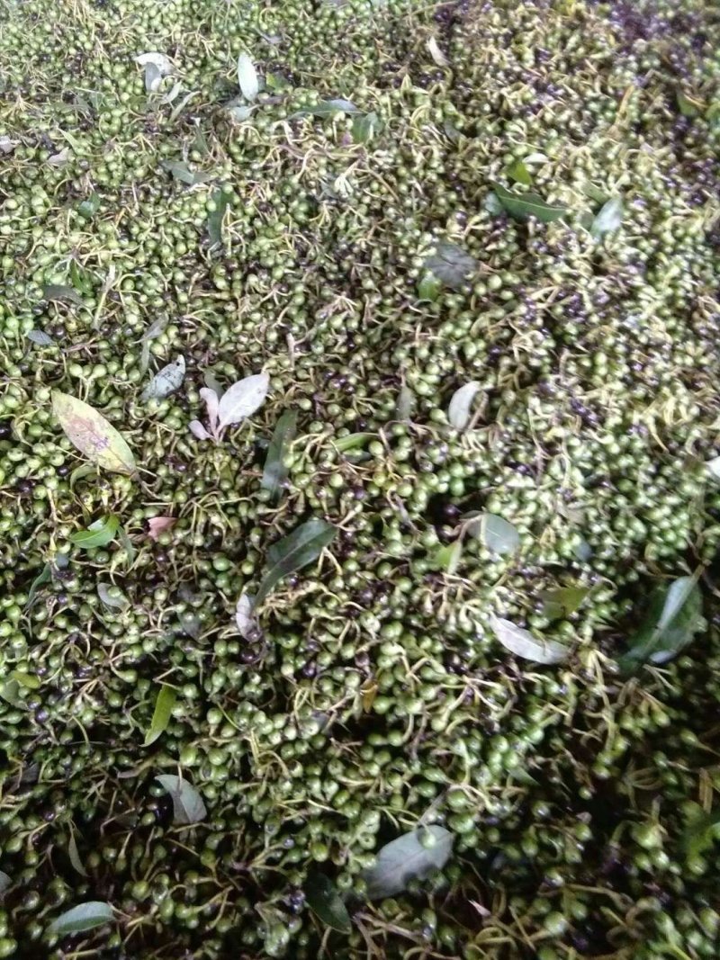 山苍子（木姜子）大货