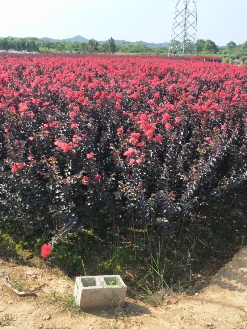 紫薇树苗高80/100cm丛生紫薇树