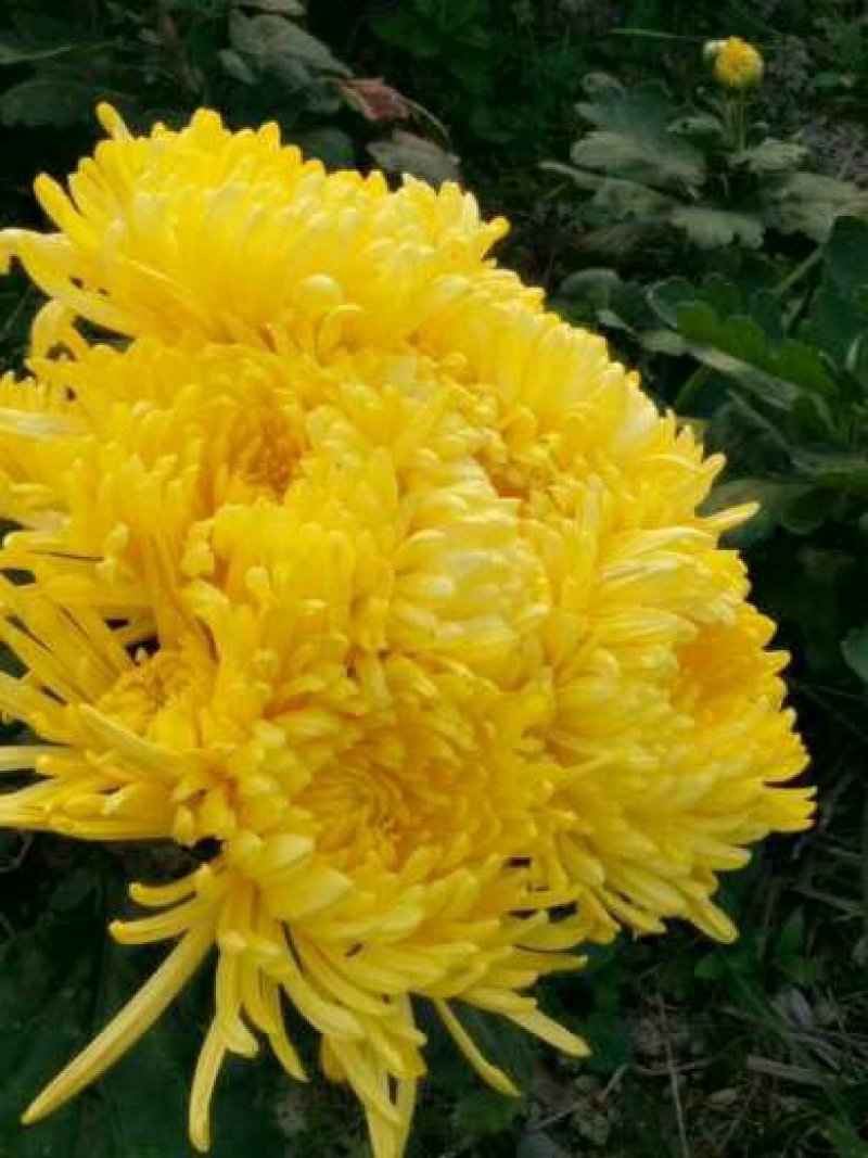 菊花茶