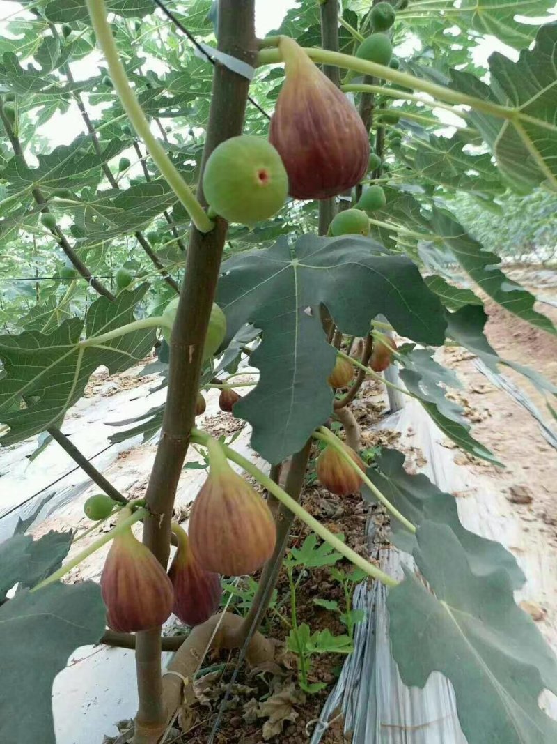 基地直销品种无花果苗，品种有波姬红，金傲芬，布兰瑞克等