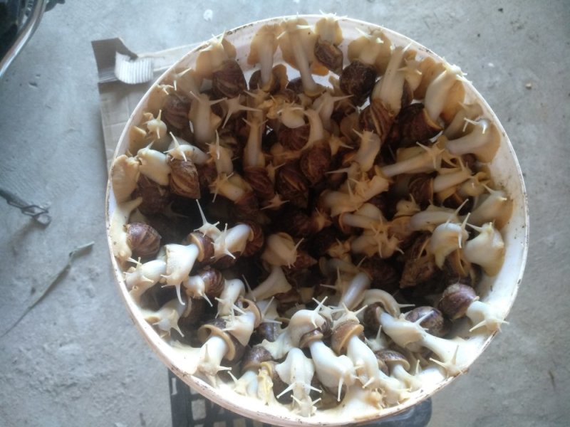 白玉蜗牛