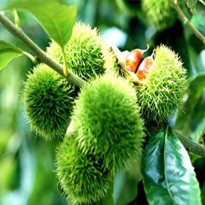 板栗苗30~50cm