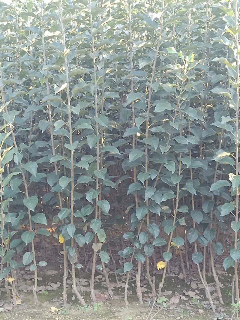 苹果树苗1公分苹果苗3公分苹果树矮化富士苹果苗