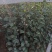 苹果树苗1公分苹果苗3公分苹果树矮化富士苹果苗