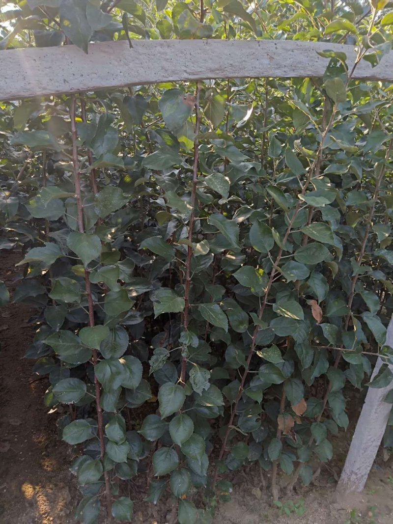苹果树苗1公分苹果苗3公分苹果树矮化富士苹果苗