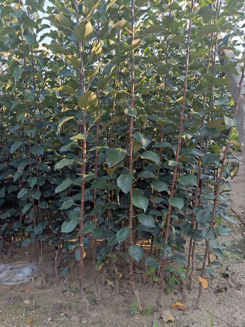 苹果树苗1公分苹果苗3公分苹果树矮化富士苹果苗