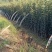 苹果树苗1公分苹果苗3公分苹果树矮化富士苹果苗
