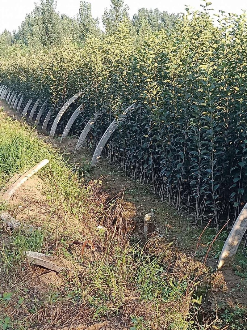苹果树苗1公分苹果苗3公分苹果树矮化富士苹果苗