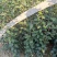 苹果树苗1公分苹果苗3公分苹果树矮化富士苹果苗