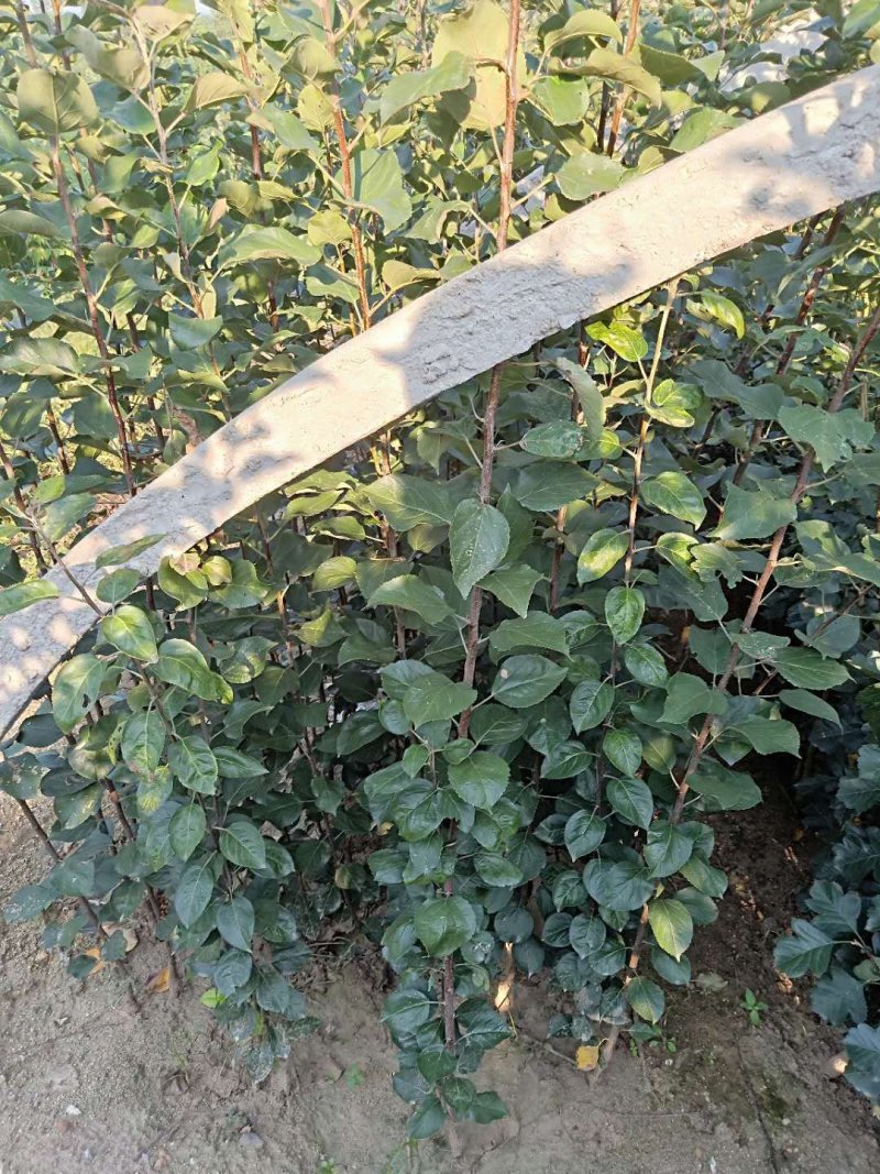 苹果树苗1公分苹果苗3公分苹果树矮化富士苹果苗