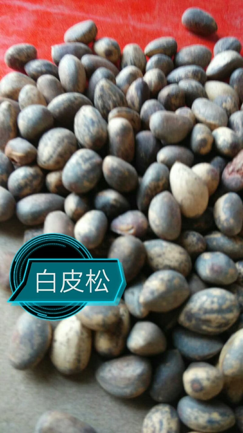 各种种籽