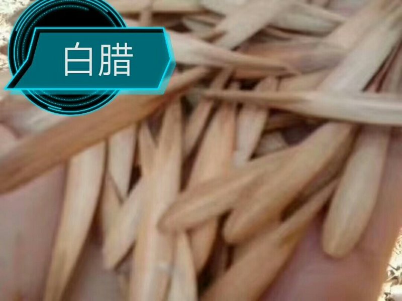 各种种籽