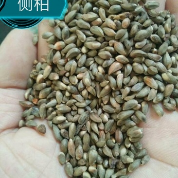 各种种籽