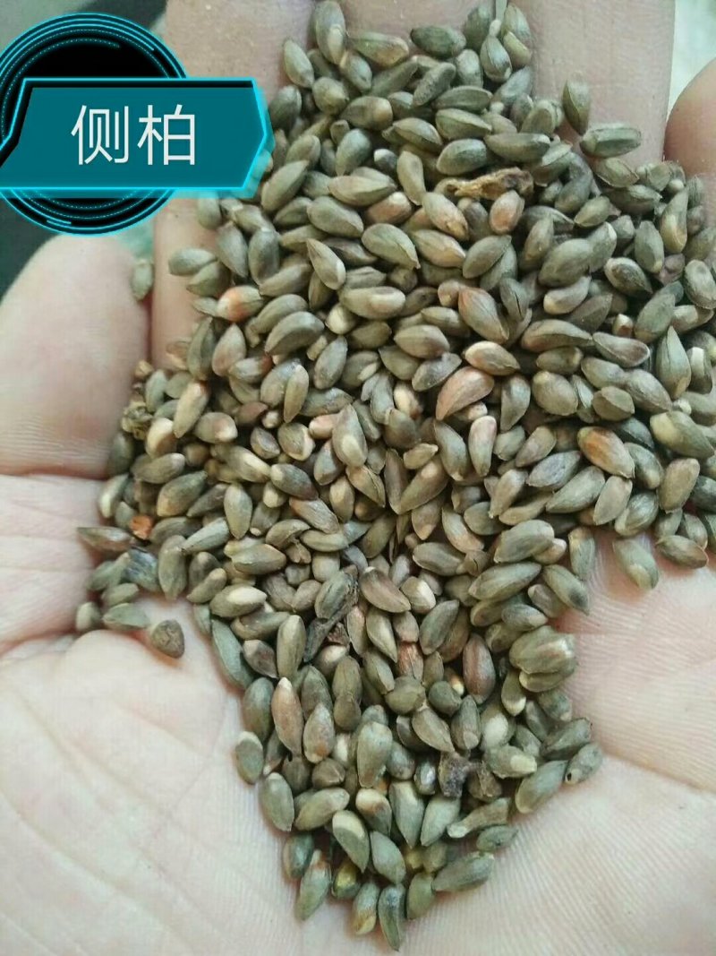 各种种籽