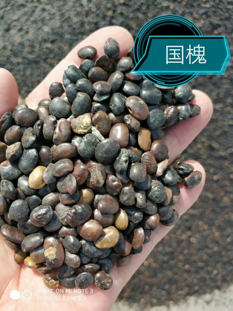 各种种籽