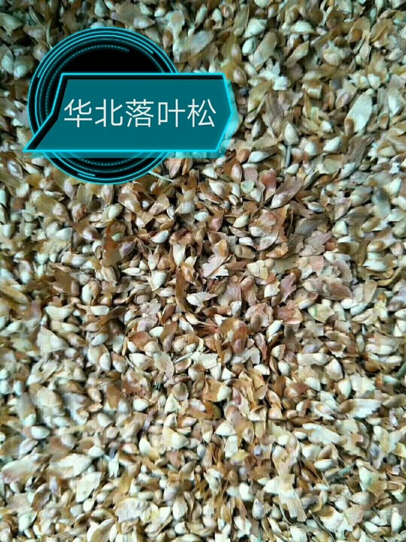 各种种籽