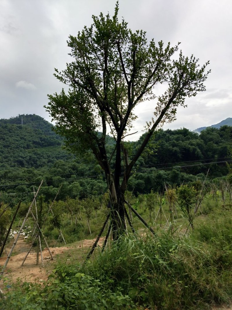 40分的红皮榕