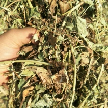 大量优质牛羊草料花生秧