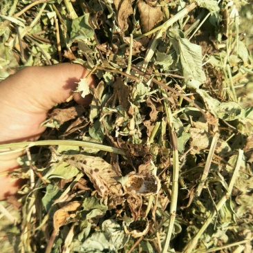 大量优质牛羊草料花生秧