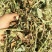 大量优质牛羊草料花生秧